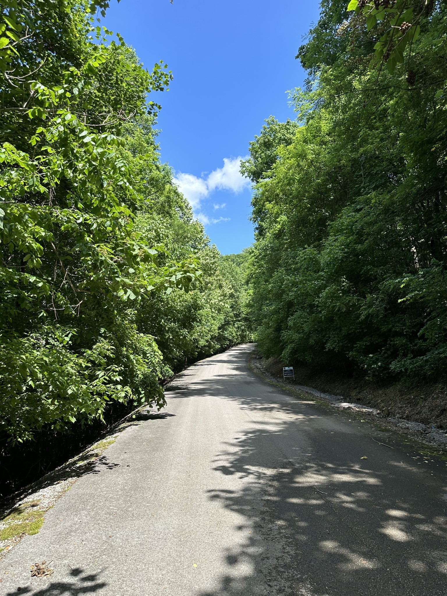Tree-lined Shoreside Drive near Lots 84 and 85
